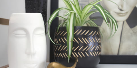 Plantas Fáceis de Cuidar Dentro de Casa: Espécies Resistentes e Como Mantê-las