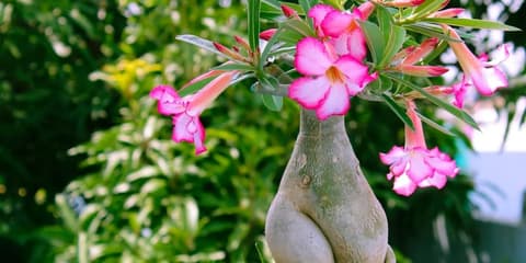 Rosa do Deserto: Como Cuidar da Planta (Luz, Rega, Solo e Vaso)